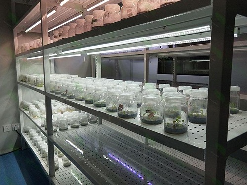 新吴植物组织培养实验室设计建设方案